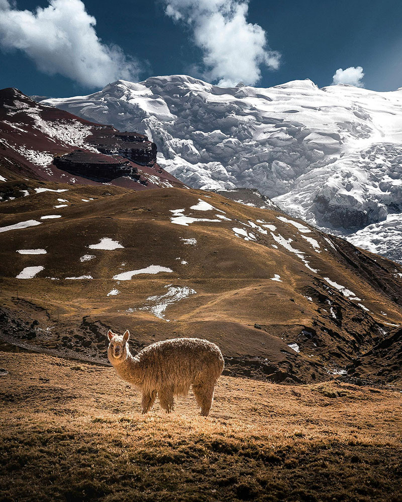 LLAMA Y NEVADO
