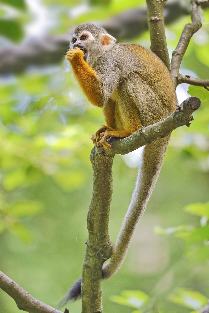 MONO ARDILLA AMAZON